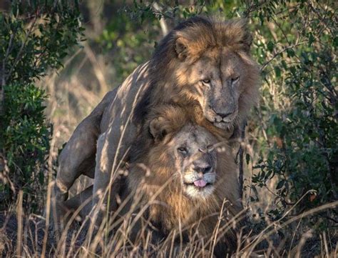 gay beatiality videos|Gay Animals: Alternate Lifestyles in the Wild .